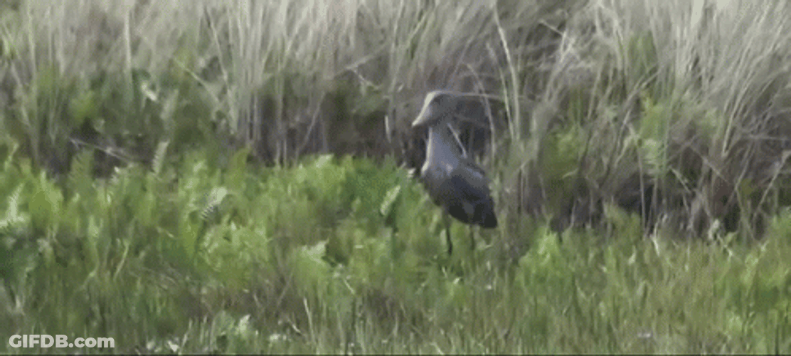 Bird Flying From The Grass GIF