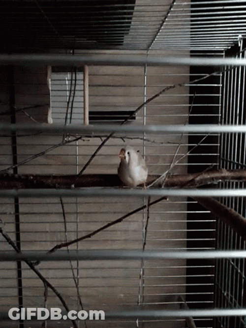 Bird Flying In Cage GIF