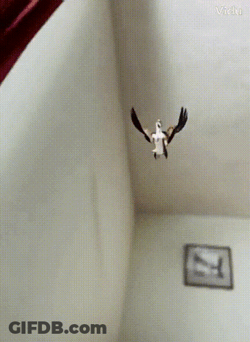 Bird Flying In Room With Victor GIF
