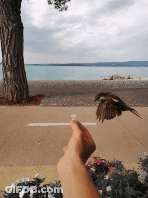 Bird Flying On Hand GIF