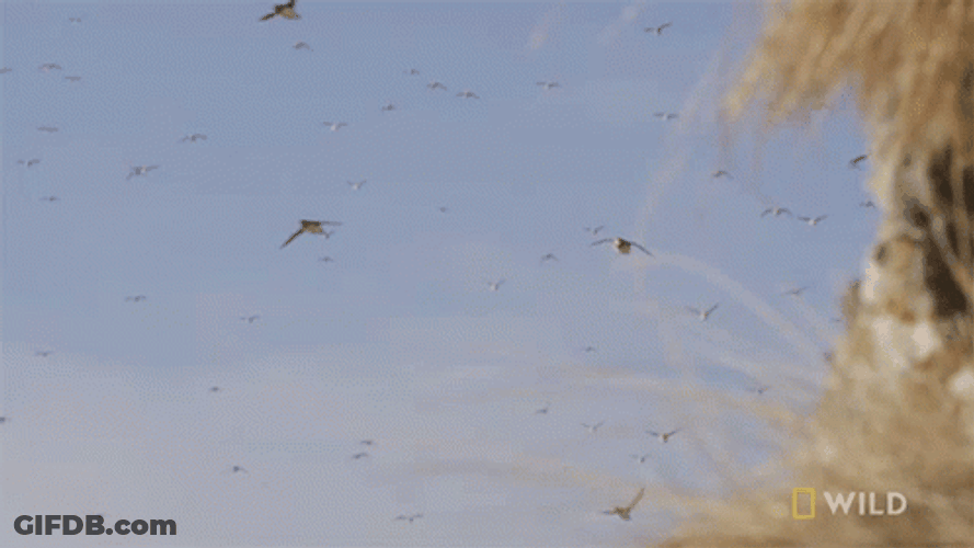 Bird Flying On Mountains GIF