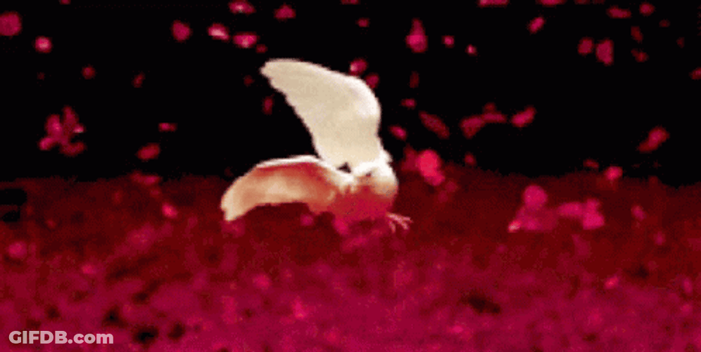 Bird Flying On Petals GIF