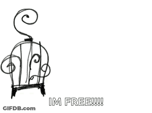 Bird Flying Over Cage Im Free GIF