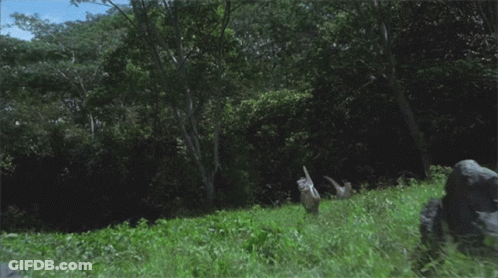 Bird Flying Over Grass Field GIF