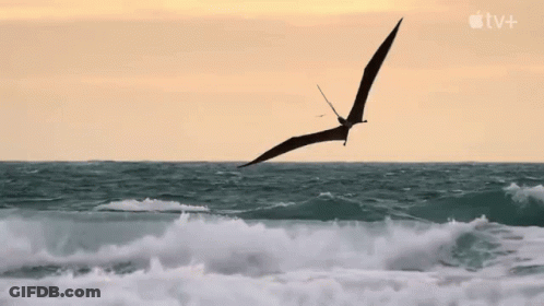 Bird Flying Over Ocean With Apple TV+ Logo GIF