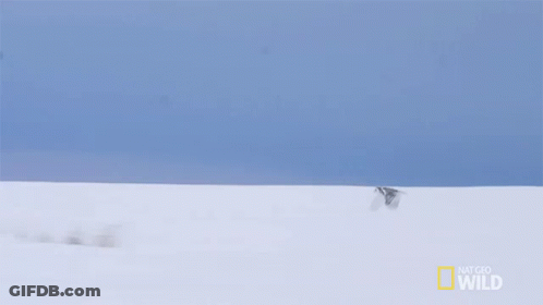 Bird Flying Over Snowy Field GIF