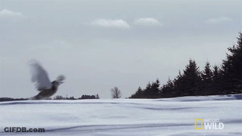 Bird Flying Over Snowy Field National Geographic Wild GIF