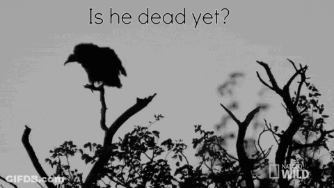 Bird Flying Over Tree Branch Saying Is He Dead Yet GIF
