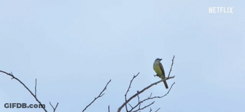 Bird Flying Over Tree Branch With Netflix Logo GIF