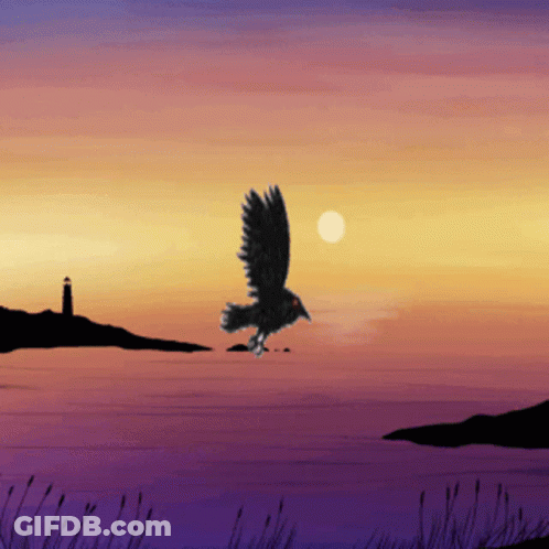 Bird Flying Over Water At Sunset GIF