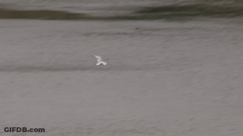 Bird Flying Over Water With Rocks GIF