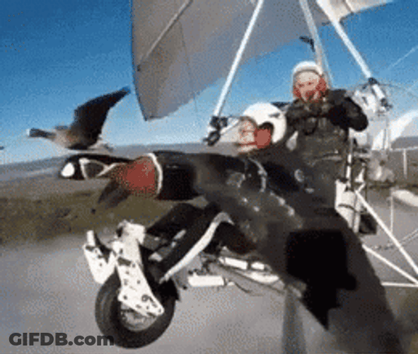 Bird Flying With Glider GIF