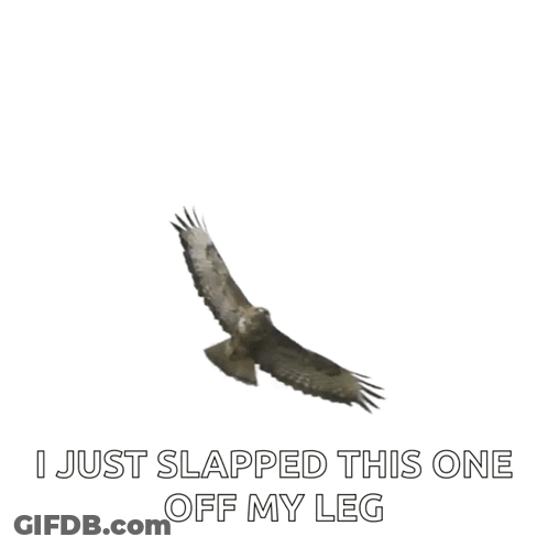 Bird Flying With I Just Slapped This One Off My Leg GIF