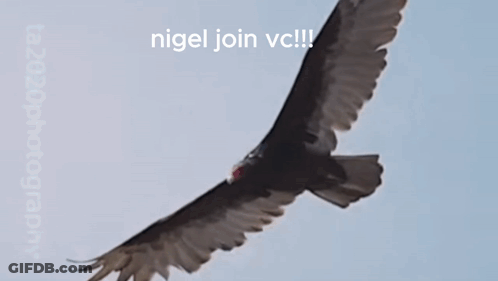 Bird Flying With Nigel Join VC GIF