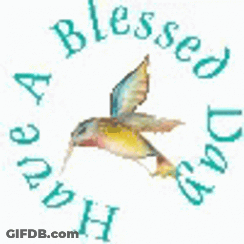Bird Have A Blessed Day GIF
