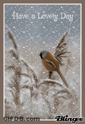 Bird Have A Lovely Day GIF