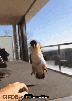 Bird Held By Person With Zunta GIF