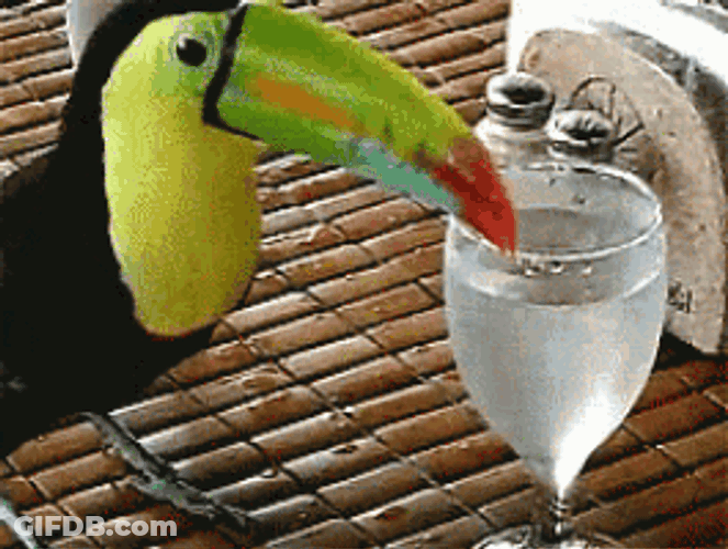 Bird Hornbill GIF