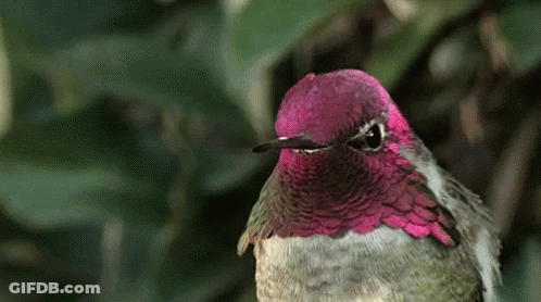 Bird Humming Bird GIF