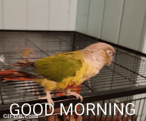 Bird In Cage Saying Good Morning GIF