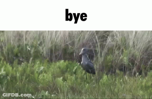 Bird In Field Saying Bye GIF