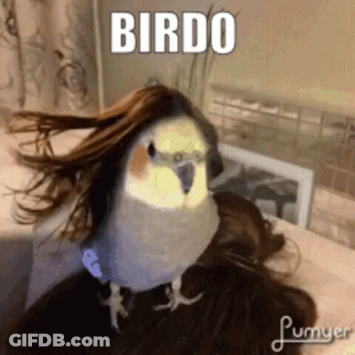 Bird In Wig On Shoulder With Birdo GIF