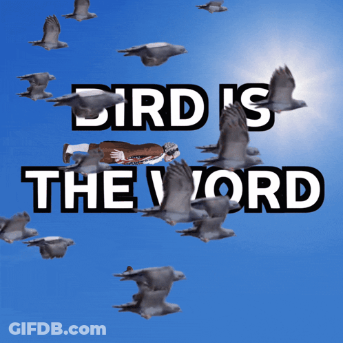 Bird Is The Word Flying Man GIF
