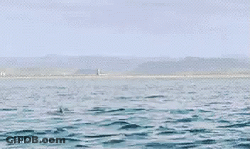Bird Jumping Out Of Water Saying Abnormal GIF