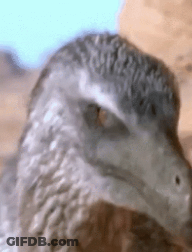 Bird Looking At Camera GIF