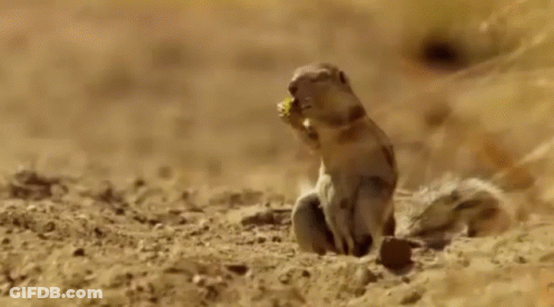 Bird Looking Out Of Tree Hole National Geographic Wild GIF