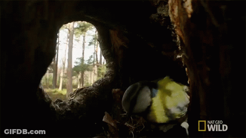 Bird Looking Out Of Tree Hole National Geographic Wild GIF