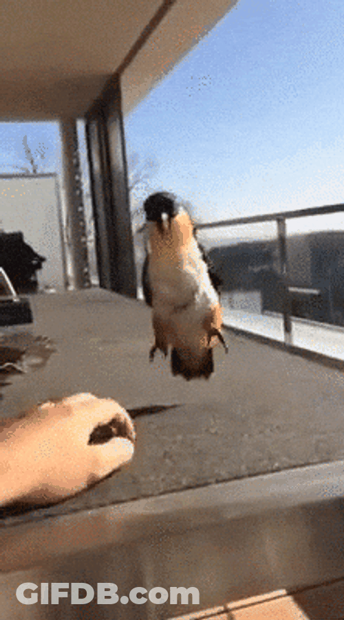 Bird Make Me Dance GIF