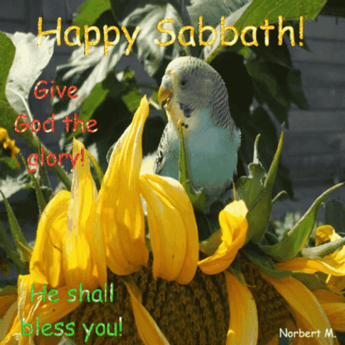 Bird On Flower Happy Sabbath GIF
