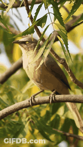 Bird On Tree Branch With Leaves GIF