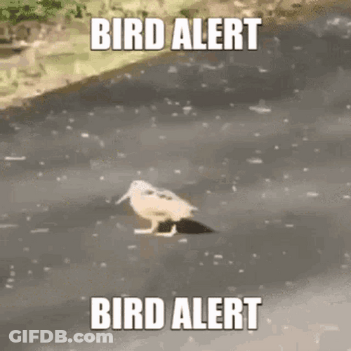 Bird Passing By GIF