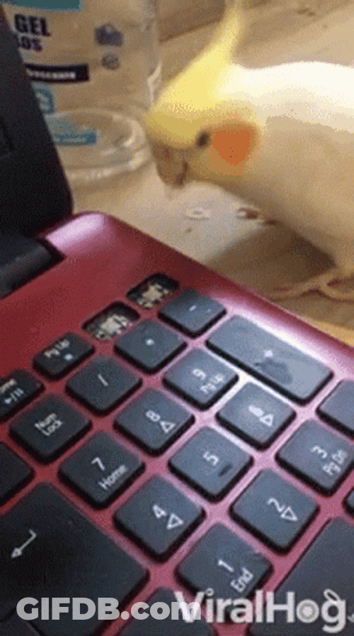 Bird Peck Laptop Keyboard GIF