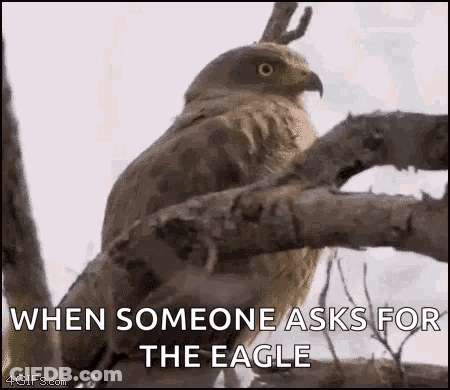 Bird Perched On Branch When Someone Asks For The Eagle GIF