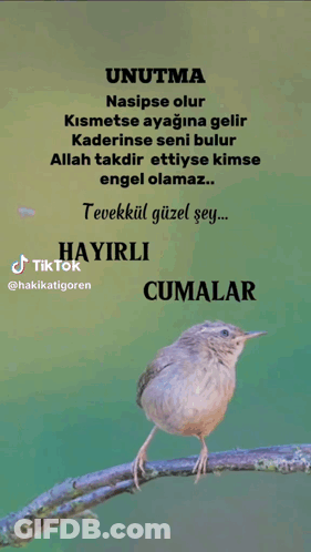 Bird Perched On Branch With Foreign Quote GIF