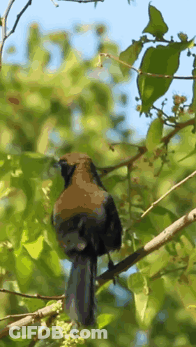 Bird Perched On Branch With Leaves GIF