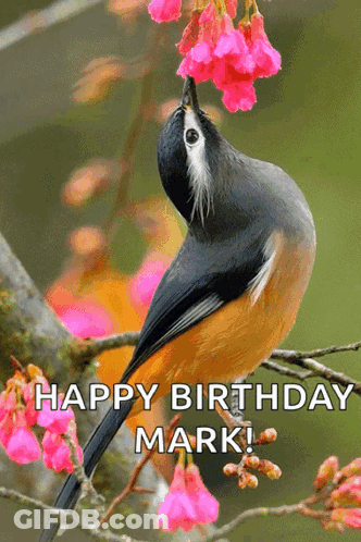 Bird Perched On Branch With Pink Flowers Happy Birthday Mark GIF
