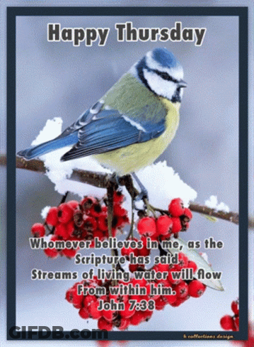 Bird Perched On Branch With Red Berries And John 7:38 Quote GIF