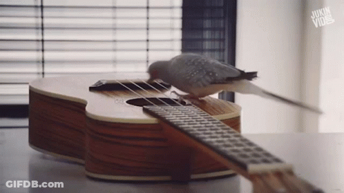 Bird Perched On Guitar Neck Saying Jukin Vine GIF