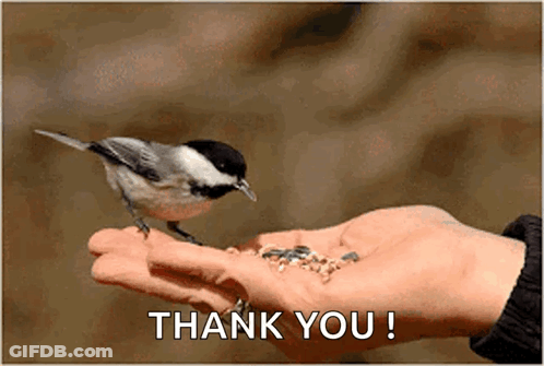 Bird Perched On Hand Saying Thank You GIF