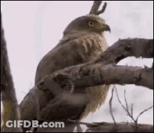Bird Perched On Tree Branch Looking At Camera GIF