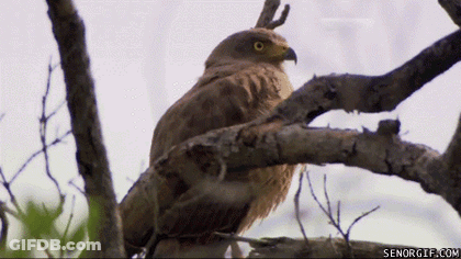 Bird Perched On Tree Branch Senorgif.com GIF