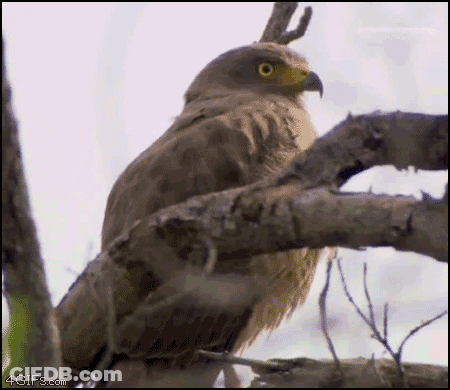 Bird Perched On Tree Branch With 4GIFs Watermark GIF