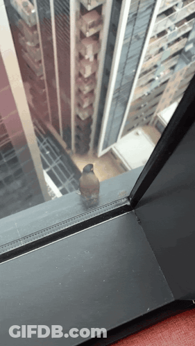 Bird Perched On Window Sill Looking At City GIF