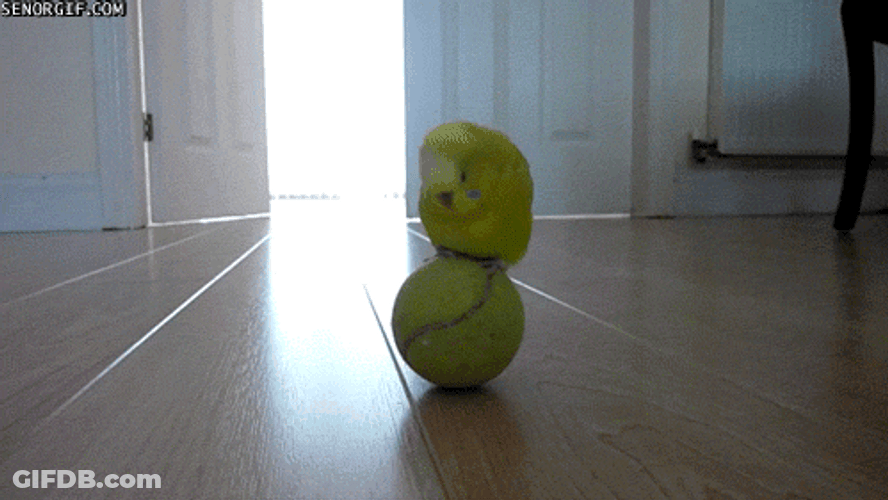 Bird Play Tennis Ball Cute Animal GIF