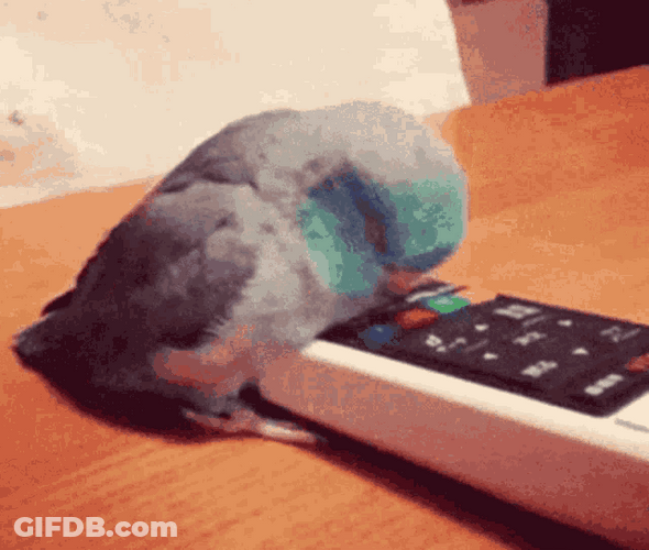 Bird Playing The Remote GIF