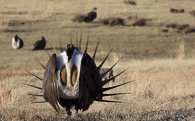 Bird Popping Out Lungs GIF
